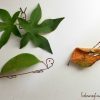 Leaf Craft