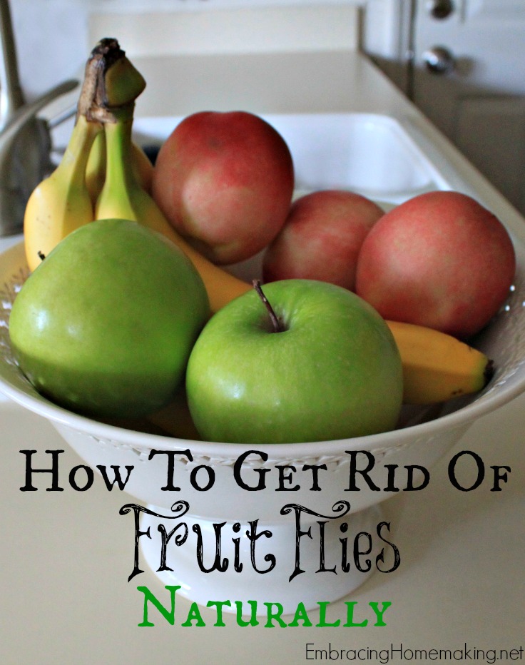 How to Get Rid of Fruit Flies Naturally