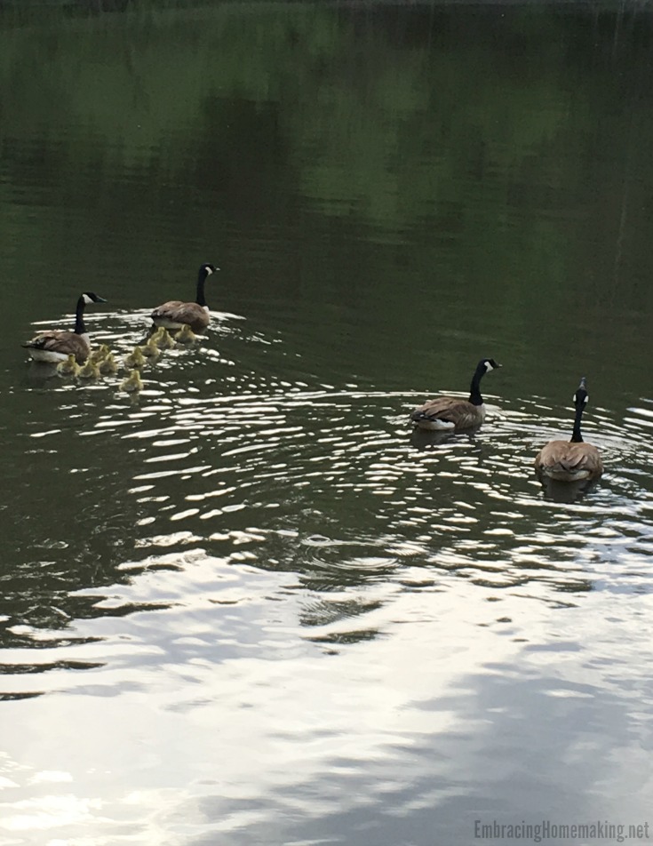 Geese on a pond