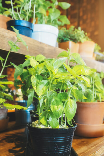 Tips to Start an Indoor Garden