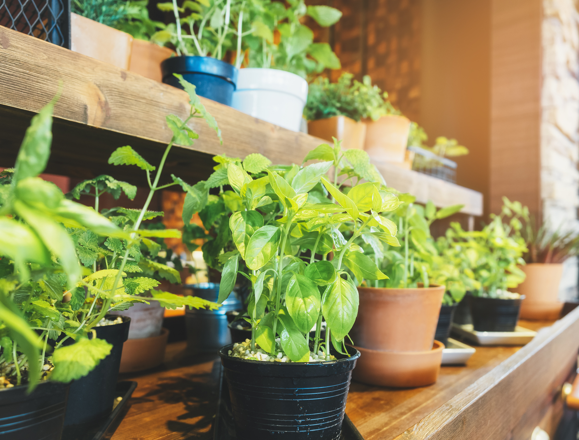 Tips to Start an Indoor Garden