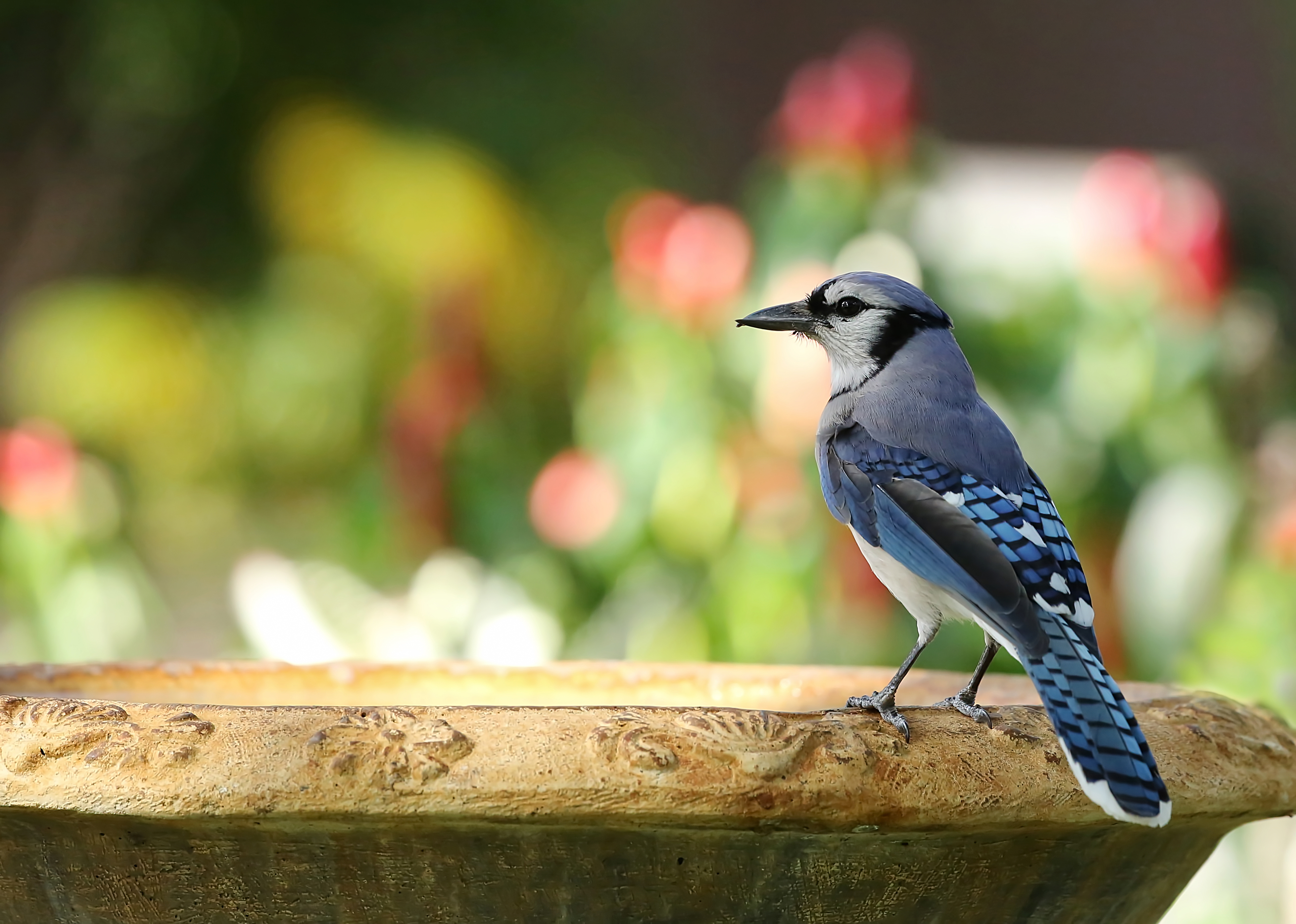 How to Start Identifying Birds By Their Songs