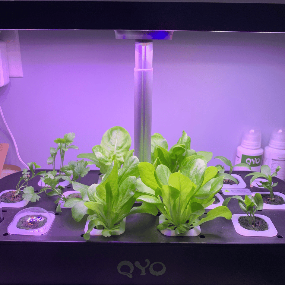 Hydroponics Growing System